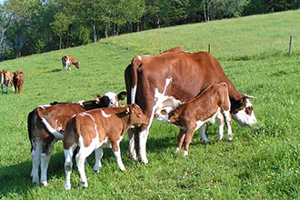 Unsere glücklichen Kühe mit Nachwuchs auf der Weide